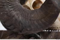 mouflon skull antlers 0017